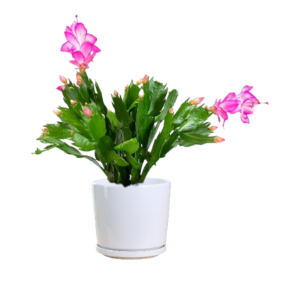 Zygocactus Plant (Pink)